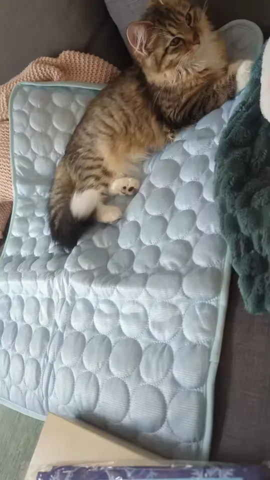Filhote de gato rajado sobre um tapete gelado Frimouf