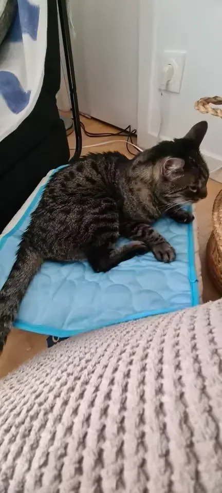 Gato rajado sobre um tapete gelado Frimouf