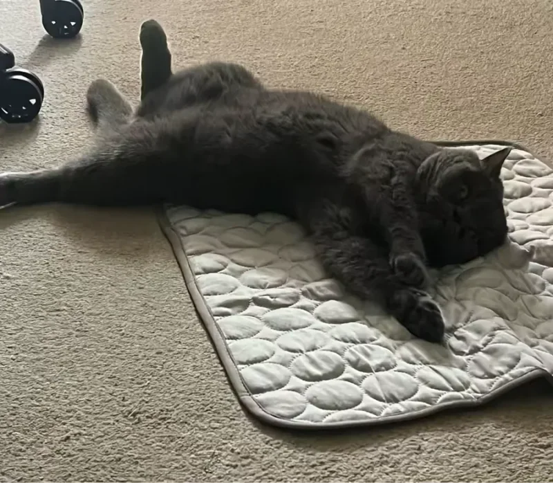 Gato cinza esticado sobre um tapete gelado Frimouf