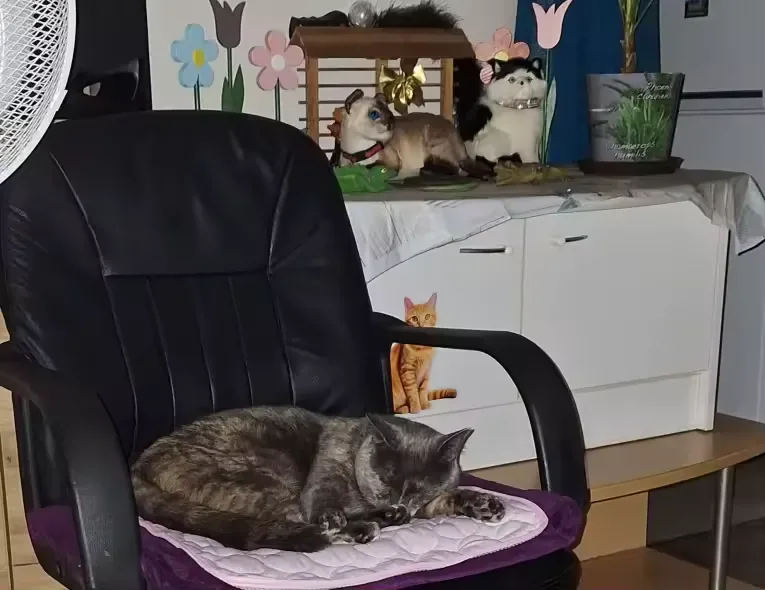 Gato cinza dormindo sobre um tapete gelado Frimouf, na poltrona