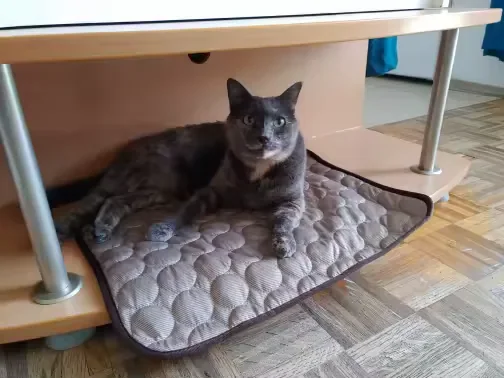 Gata cinza deitada sobre um tapete gelado Frimouf