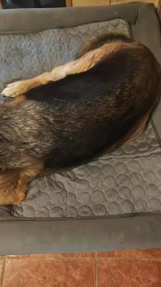 Cachorro grande esticado sobre um tapete gelado Frimouf