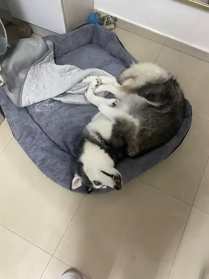 Husky deitado ao lado do seu tapete gelado Frimouf
