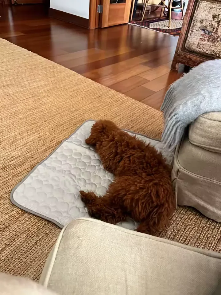 Poodle cor de damasco deitado sobre um tapete gelado Frimouf