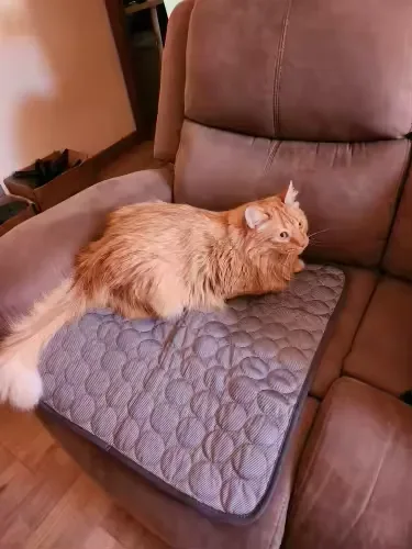Gato laranja de pelo longo sobre um tapete gelado Frimouf