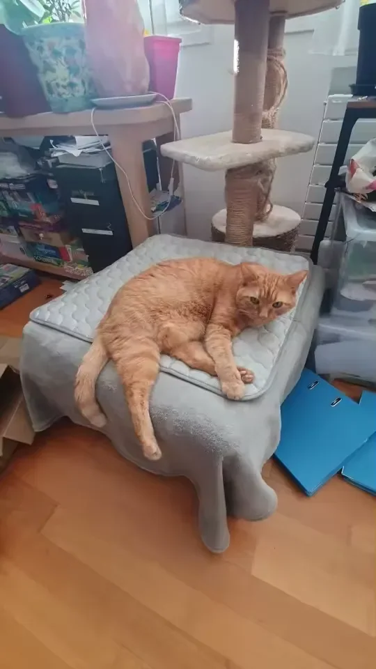 Gato laranja sobre um tapete gelado Frimouf