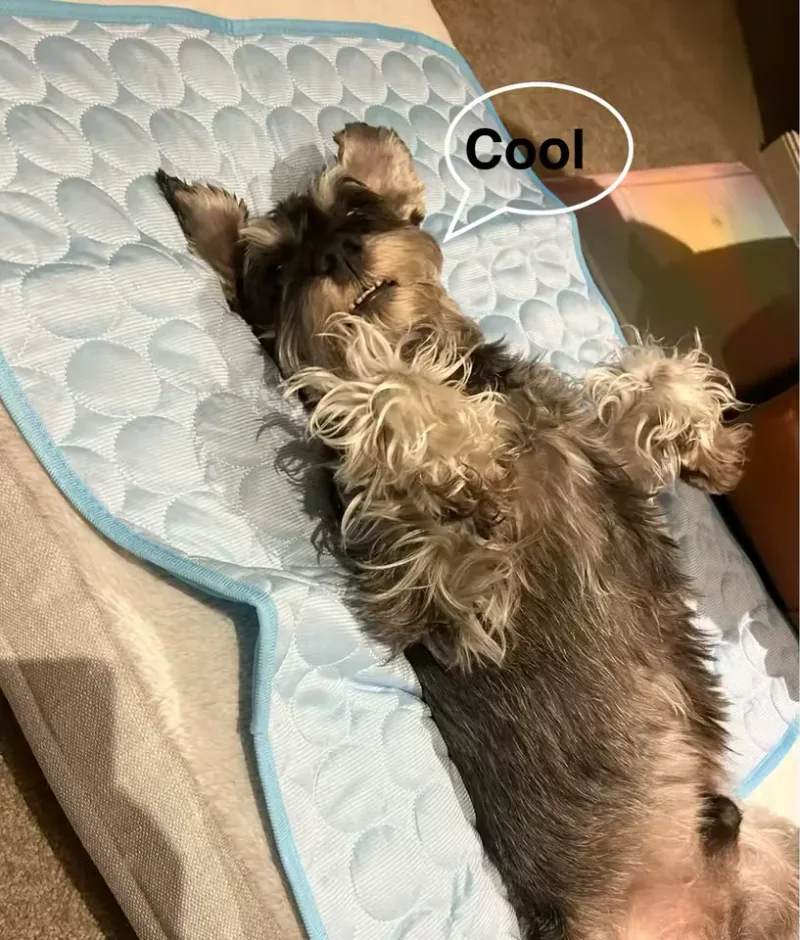 Schnauzer deitado sobre um tapete gelado Frimouf