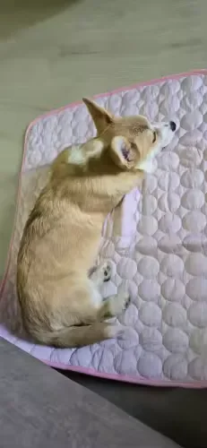 Cachorro parecido com shiba dormindo sobre um tapete gelado Frimouf