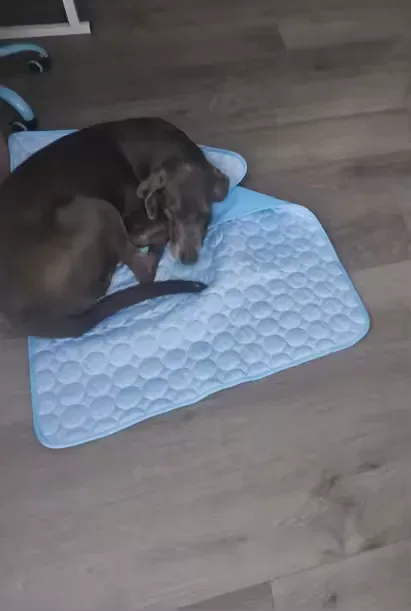 Dachshund marrom chocolate sobre um tapete gelado Frimouf