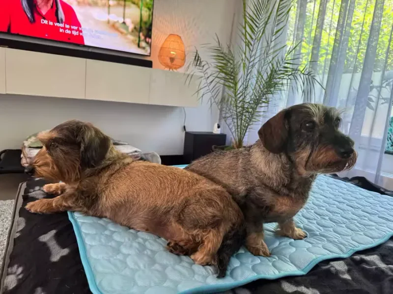 Dois dachshunds deitados sobre um tapete gelado Frimouf