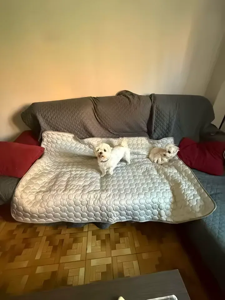 Dois cachorrinhos brancos sobre um tapete gelado Frimouf