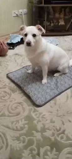 Cachorrinho branco sentado sobre um tapete gelado Frimouf