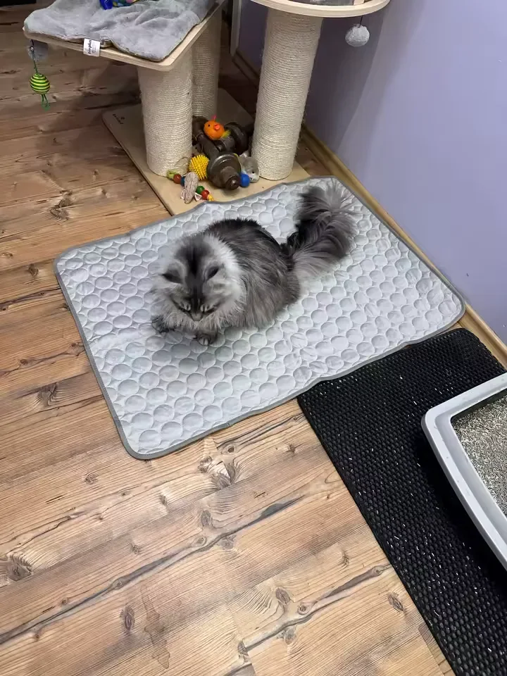 Gato prateado de pelo longo sobre um tapete gelado Frimouf, no piso de madeira