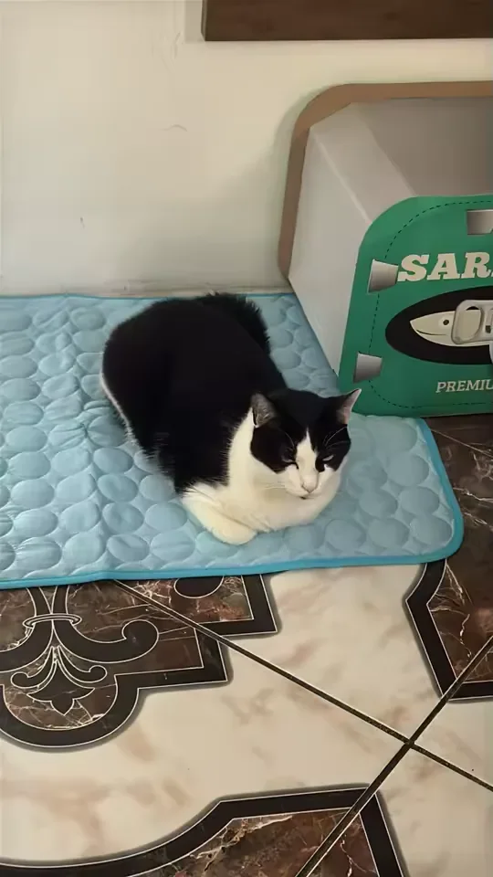 Filhote de gato preto e branco sobre um tapete gelado Frimouf