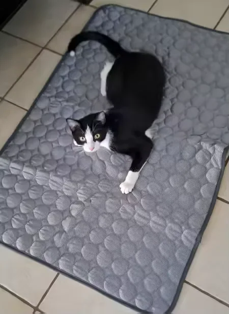 Gata preta e branca sobre um tapete gelado Frimouf