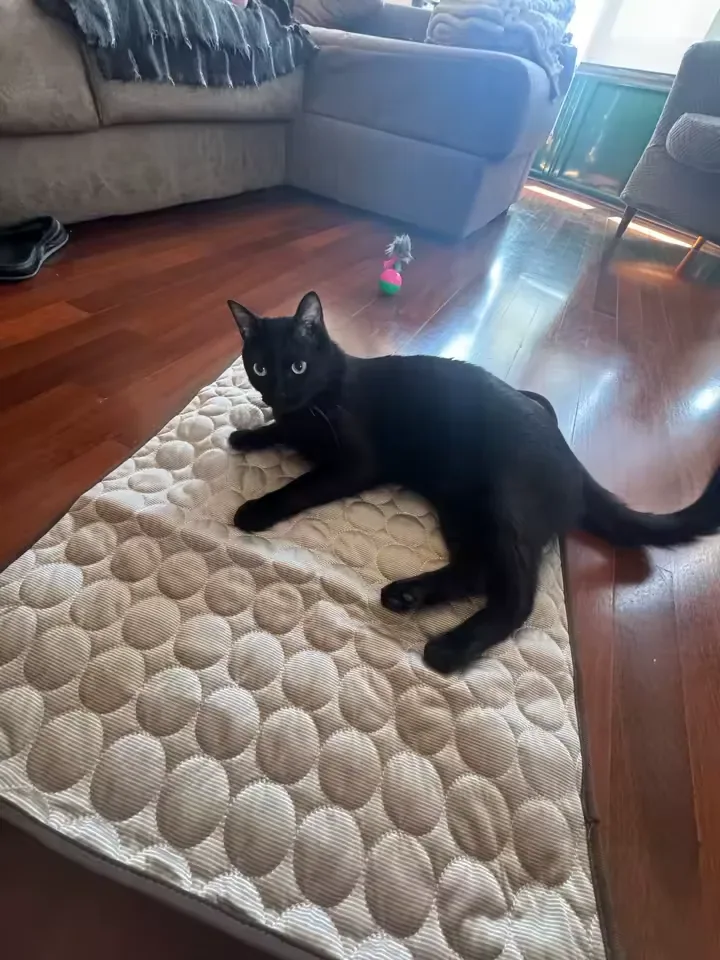 Gata preta sobre um tapete gelado Frimouf