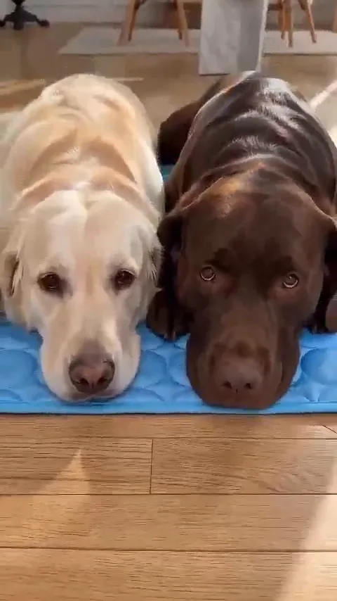 Dois labradores deitados sobre o tapete gelado azul dentro de casa